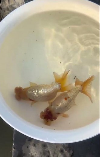 What color are these two goldfish? #goldfish #koi #aquarium #aquaticpets #fishkeepinghobby #doitsu