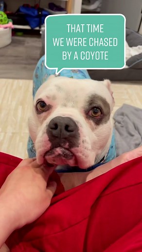 Piglet (@thedogpiglet)’s videos with original sound - Piglet