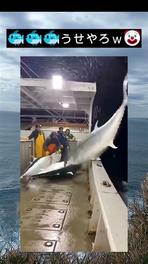 マグロミサイルがすげぇー🐟からの、衝撃🦈ー、なにこれｗ#マグロ#衝撃映像#奇跡の瞬間#ありえない#海の不思議#漁船#大漁#神回#バズ動画#shorts#おすすめにのりたい#話題#動物#驚き