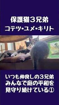 【保護猫3兄弟】みんなで庭の平和を見守り続けている①【こゆきチャンネル】 #保護猫 #猫 #保護猫と暮らす #ねこ #ネコ #ねこのいる生活 #ねこ動画 #ねこのいる暮らし