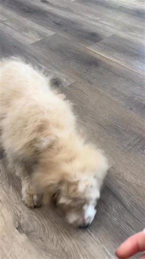 1.1K views | Jada, the Cockapoo is still looking for her forever home. She was born in September 15 and her estimated adult weight is 12 to 16 pounds. You can contact us at 217-549-6555 for more information. #cutepuppycheck #creeksidepuppyadoptions #cutepuppylovers #poodlepuppy #cockapoopuppy #cockerspaniel | Creekside Puppy Adoptions | Facebook