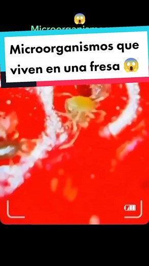 Microorganismos en una fresa: Descubre lo que realmente hay dentro 🍓🔬