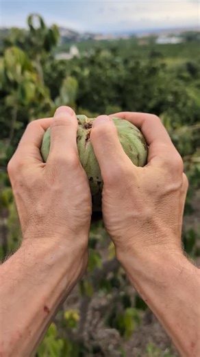 Le chirimoya est un fruit exotique de la famille des annones. 💚 Sa saveur est douce et complexe : sucrée, juteuse, avec des notes qui rappellent la banane et la poire. Certains y trouvent même une touche de framboise. Sa chair blanche et crémeuse se déguste simplement à la petite cuillère. 😜 #jurassicfruit #fruitexotique #fruittropical | Jurassic Fruit France