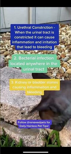 Causes of BLOOD in your Cat's Urine!