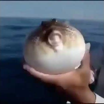 Puffer fish flash bang meme