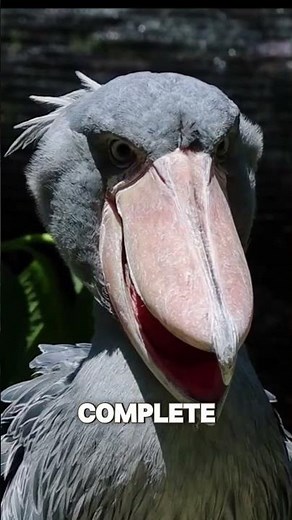 Shoebill Stork: The Strange Bird That Sounds Like a Machine Gun