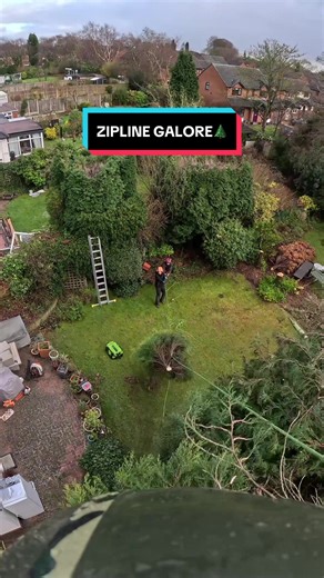 Zippy Tree Surgery: A POV Experience with Conifers