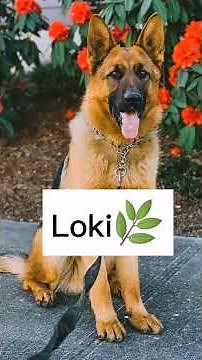 Nombres para Perros pastor aleman