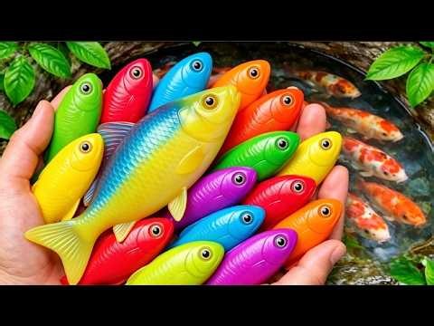 Colorful Ornamental Fish 🐟 🎨🐠 Betta, Koi, Goldfish, Channa & Catfish | 🌊✨ Relaxing Aquarium Video 🫧🐡