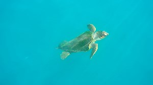 Loggerhead Sea Turtle Swimming, Breathing and Diving on the Surface of the Clear Sea
