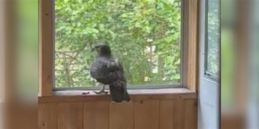 Hawk carrying a mouse breaks into family home, startles teen