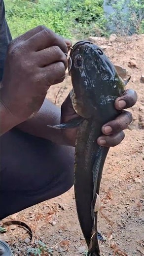 Snakehead fish Catching