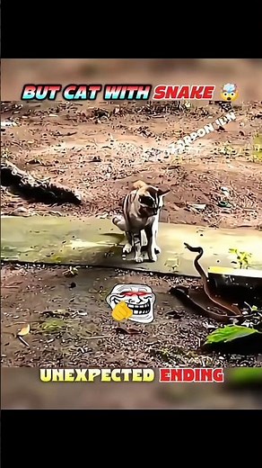Snakes and Cats vs Other Animals #wildlife #animalsfighting