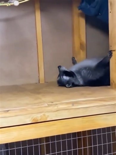 I am not getting up today