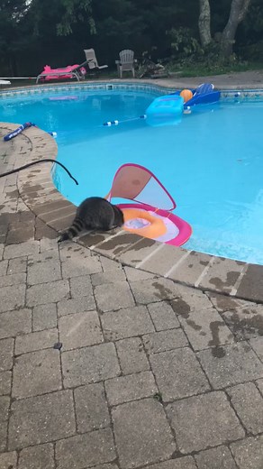#lifeathome #PlayWithLife #raccoon #crazy_people #snick #itsallfunandgamesuntil #animals #cutest #homemade #swim #icantswim #baby #poolchallenge #pool