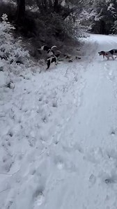 Tracking | Coles National CatHounds