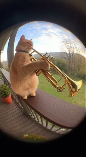 Amazing Cat Plays the Trumpet! 🎺 #catplayingtrumpet #animalmusicians #funnycats #viral #omg