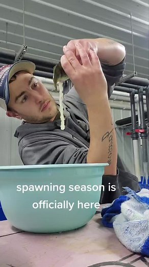 Spawning Season: A Guide to Perch Fish Making Babies