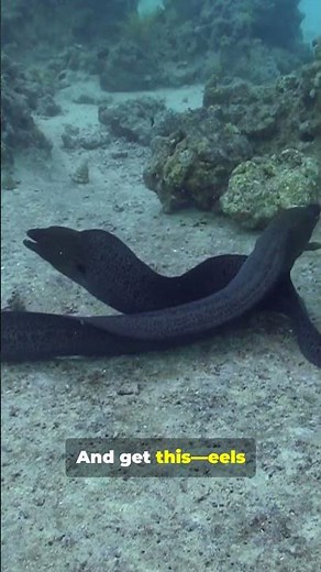Eels #marinelife #facts