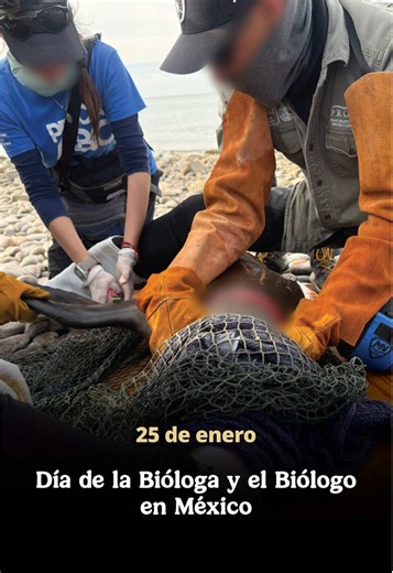 En el Día de las y los Biólogos reconocemos a quienes, con conocimiento, vocación y compromiso, dedican su trabajo al estudio y conservación de la vida en todas sus formas, contribuyendo a comprender y proteger la riqueza natural de nuestro país. En la Profepa valoramos su labor como pieza clave para la inspección, vigilancia y restauración de los ecosistemas, fortaleciendo con ciencia y profesionalismo la defensa del patrimonio ambiental de México.