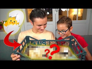 LA NAISSANCE DE NOS POUSSINS ! 🤩🐥