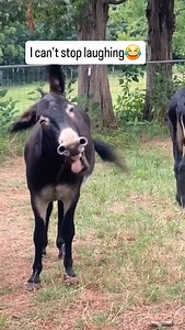 Funniest donkey today 😂 | Donkey family