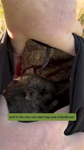 In 2013, the Eastern Barred Bandicoot was extinct in the wild. By 2021, it became the first Australian species ever reclassified to endangered — proof that conservation works when we commit for the long haul. Dr. Amy Coetsee from @zoosvictoria has dedicated over 20 years to this incredible recovery. Her biggest lesson? Species conservation isn't a quick fix. It takes decades of showing up, adapting, and refusing to give up. Today, approximately 1,500 bandicoots live across protected sites, but t