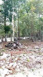 Paseando por Francisco Uh May en la Riviera Maya, cerca de Tulum en Quintana Roo, México | Oaxaca México