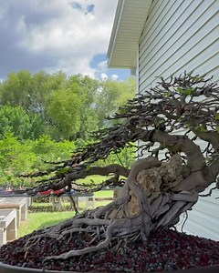 Ficus microcarpa “green island” root over rock. Defoliated, wired & repotted. #bonsai #art #bonsaitree #盆栽 #penjing #refinement #ficusbonsai #ficusmicrocarpa #rootoverrock | Wigert's Bonsai Nursery