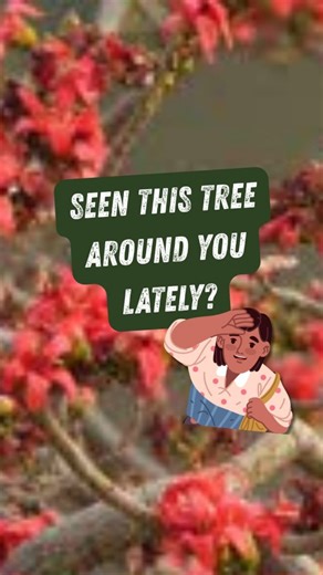 Ecology Explained on Instagram: "Spotted a tree covered in RED flowers recently? Did it make you go “Wow!”? You have likely seen the Red Silk Cotton Tree or Semal in Hindi. Every January-February, it sheds all its leaves and stands bare..and then suddenly bursts into blazing red flowers. Why shed the leaves? Because flowering on a leafless tree makes the flowers more visible to birds. Trees save a lot of water by shedding leaves. They can then use this stored energy in making the stunning flower