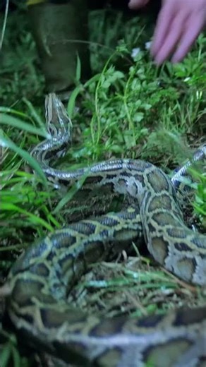 VICIOUS SNAKE ATTACKS TESS! | Swamp People: Serpent Invasion | #Shorts | History