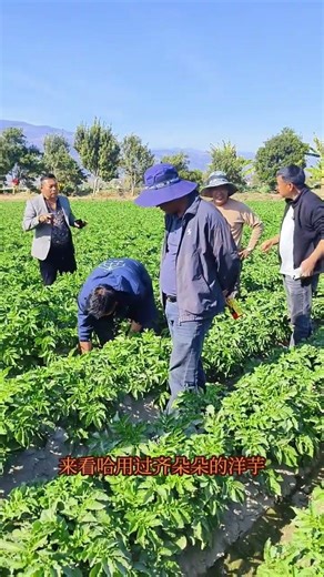 Revolutionizing Potato Farming: Qiduoduo's Impact on Rural China