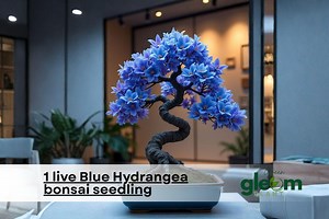 Blue Hydrangea Bonsai Tree Seedling – Live Plant for Planting | Mini Flowering Bonsai - Etsy
