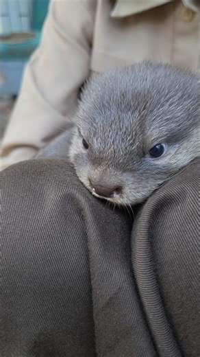 Bola mata yang indah ll Beautiful eyeballs #siboni #sibona #otter #animals