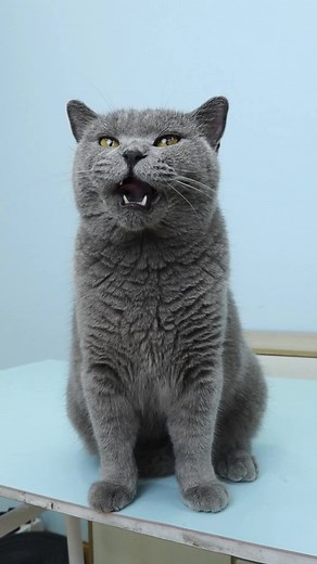 Cat Meme Dinner Table - Funny TikTok Compilation