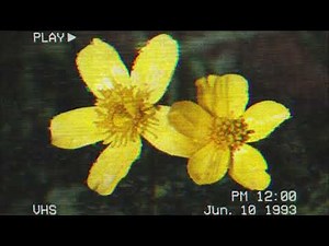 Jack Stauber – Buttercup