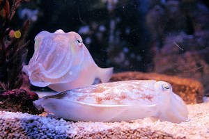 ▷ Sepia » Características, Alimentación, Hábitat, Reproducción, Depredadores