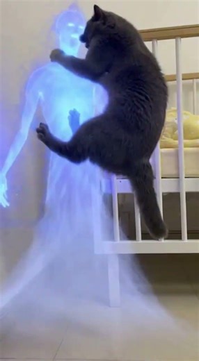 Do cats have yin and yang eyes? #xuhuongyoutube #cat #video #funny #viral