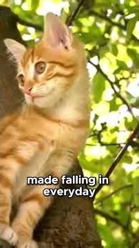 High Rise Syndrome in Cats Explained #CatFacts #AnimalSafety #Shorts Now!!