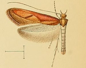 Caloptilia aurantiaca - Alchetron, The Free Social Encyclopedia