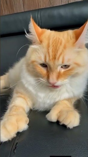 🐾 Meet the HIGHLAND LYNX — A Domestic Cat Wearing a Wildcat's Soul! 🔥🤍