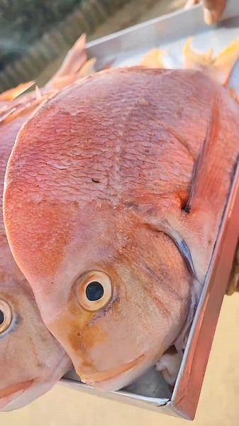 Fresh Whole Fish #SAMA28 #eatsurfriderscafe #chefsamdiditagain #eatsurfriderscafe #surfridersdbn #samskitchenrulesdbn #fypシ゚viral🖤tiktok #samanthasmallshaw #fyp