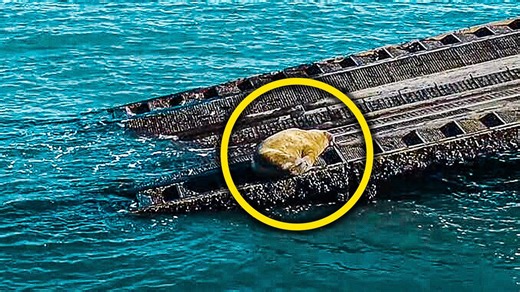 Adorable Walrus Starts Exhibiting A Strange Behavior That Upsets Local Residents