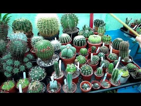 How to use Neem Oil as a Soil drench & Foliage spray on Cacti & Succulents