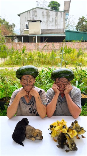 The two brothers are teasing each other in a super cute way 🐶🐕🐤🐩🐾🦢🦆🐔🐣👵🍉👶♥️👴 #shorts #cute