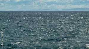 Sea Birds Flying Closely Over the Moving Ocean Water While Cruising in South America Stock Video