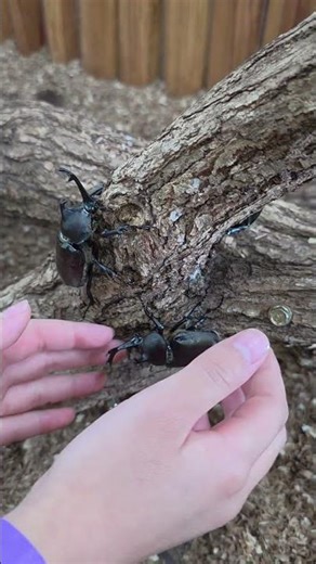 #곤충 #곤충박물관 #곤충체험 #여주곤충박물관 #여주가볼만한곳 #Insects #InsectMuseum #YeojuInsectMuseum #FamilyTrip