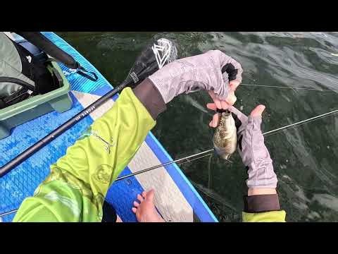 Spangled Perch at Cooby Dam on Paddleboard