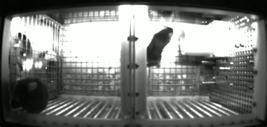 🚀 “From Earth to orbit—NPU’s AI-powered space mouse lab is live in space.” Launched Dec 13, AiTEM entered a 530-km low-Earth orbit aboard Kuaizhou-11. | Northwestern Polytechnical University