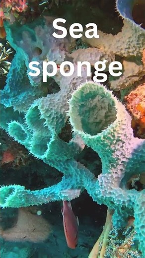 🌊 Difference Between Bath Sponge and Sea Sponge explained / Science / My Science Diaries #Biology